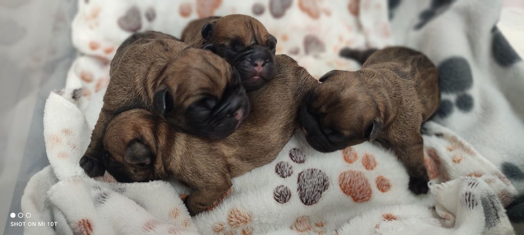 chiot Bouledogue français Du Domaine De Lilounaka