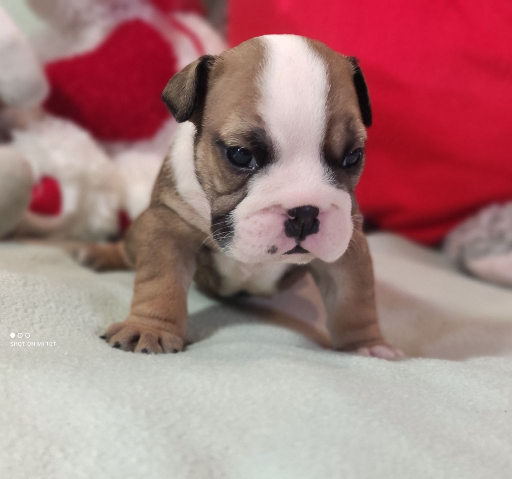 Du Domaine De Lilounaka - Chiot disponible  - Bulldog Anglais