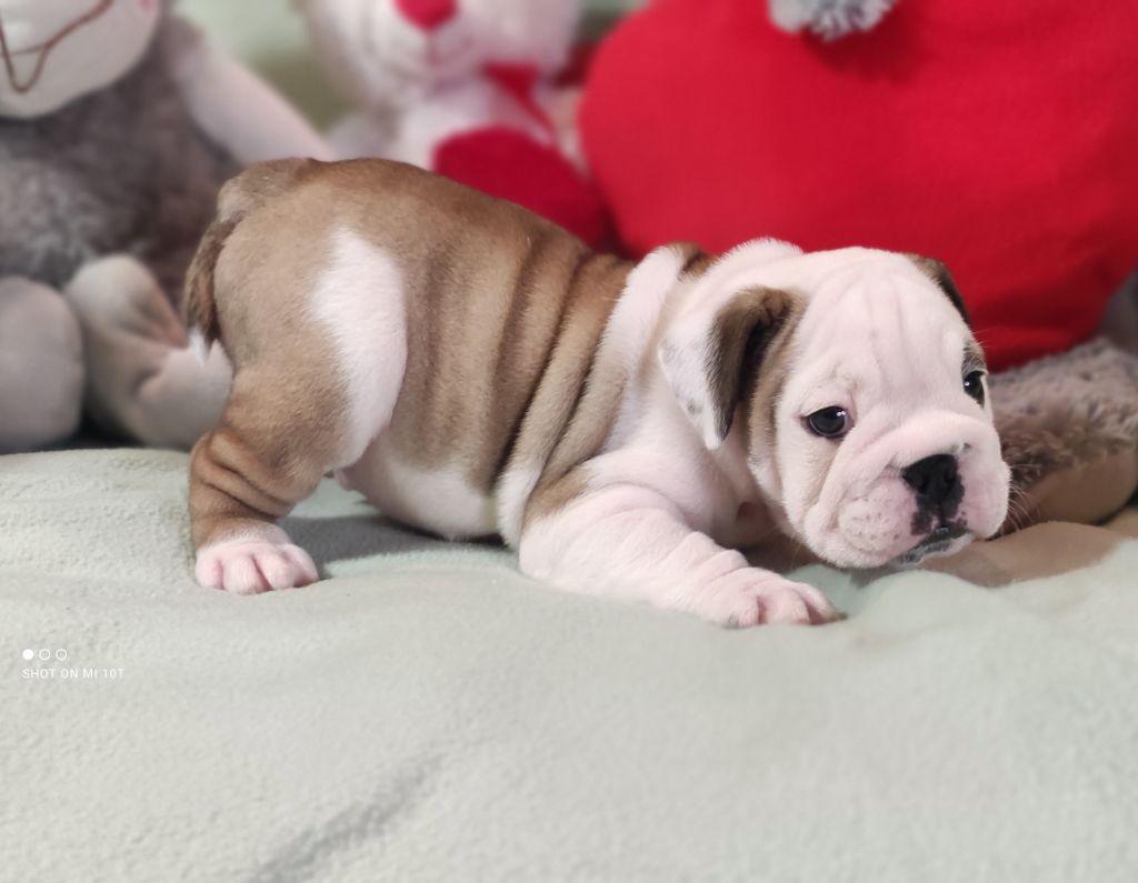 Du Domaine De Lilounaka - Chiot disponible  - Bulldog Anglais