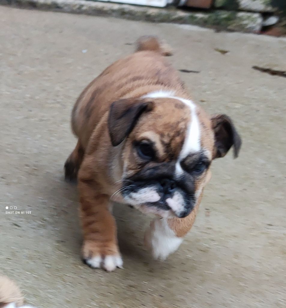 Du Domaine De Lilounaka - Chiot disponible  - Bulldog Anglais