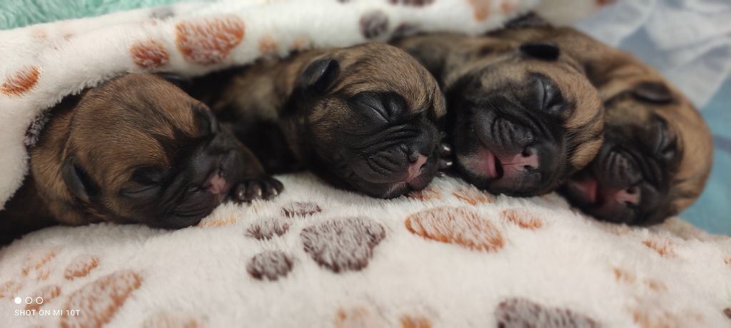 chiot Bouledogue français Du Domaine De Lilounaka