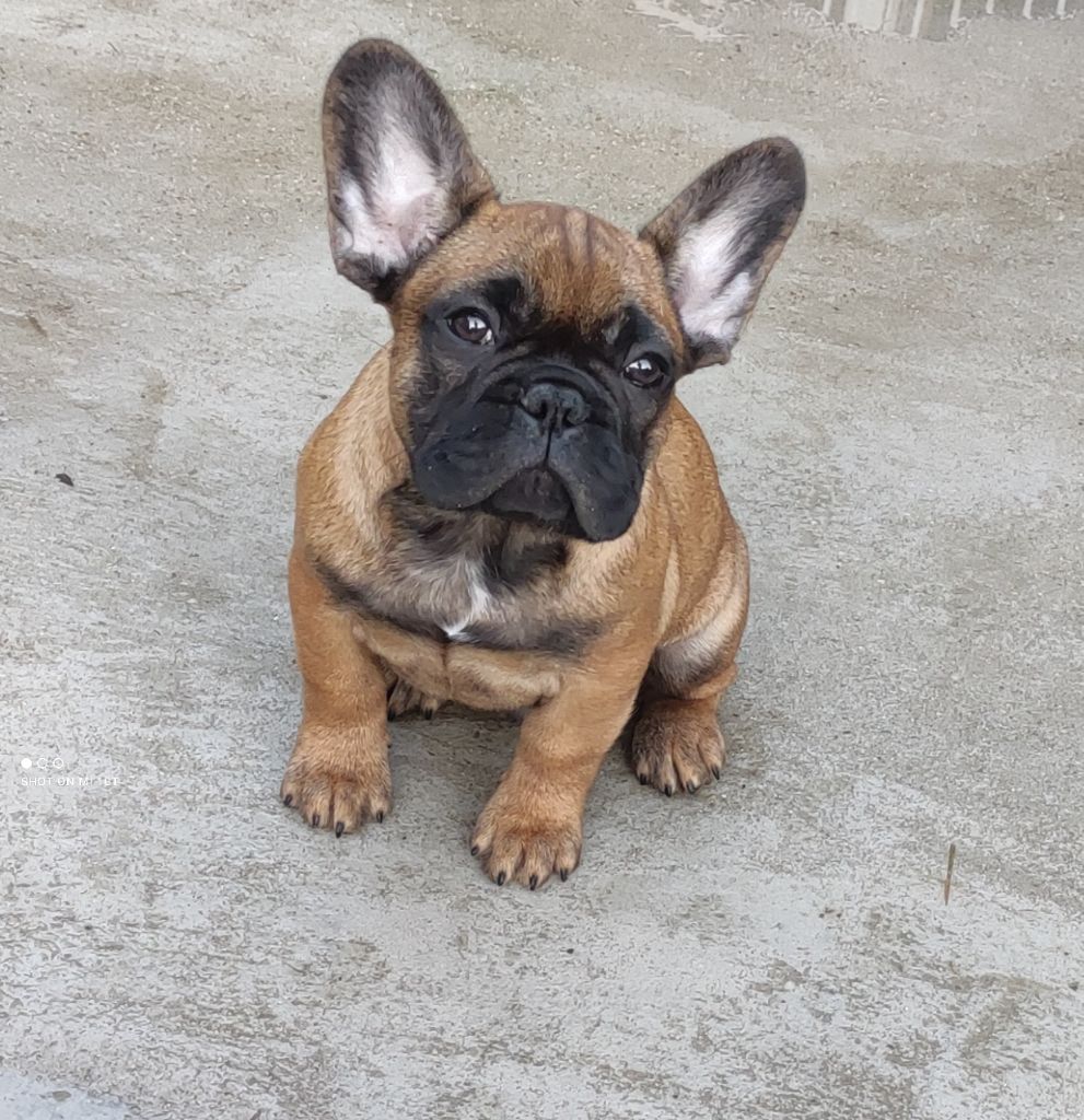 Du Domaine De Lilounaka - Chiot disponible  - Bouledogue français