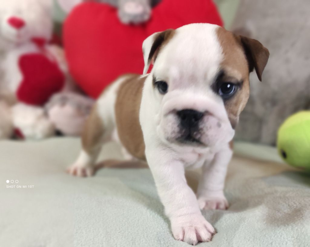 Du Domaine De Lilounaka - Chiot disponible  - Bulldog Anglais