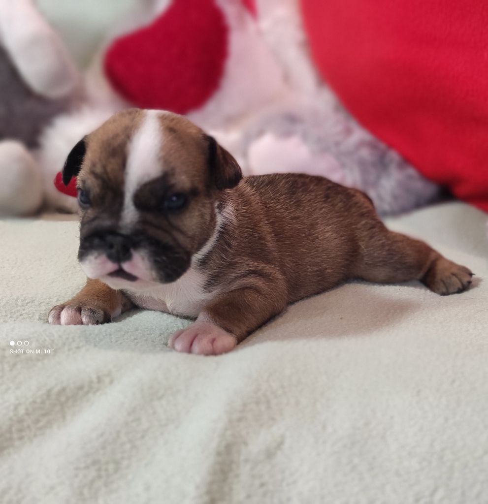 Du Domaine De Lilounaka - Chiot disponible  - Bulldog Anglais