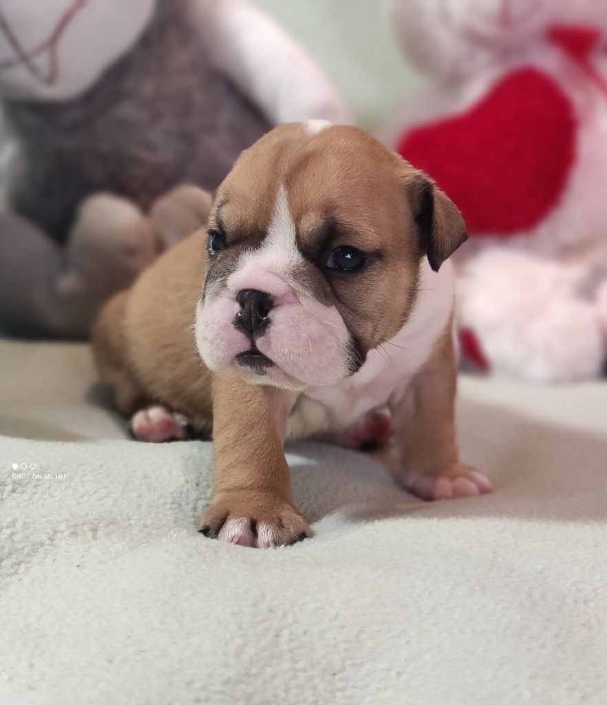 Du Domaine De Lilounaka - Chiot disponible  - Bulldog Anglais