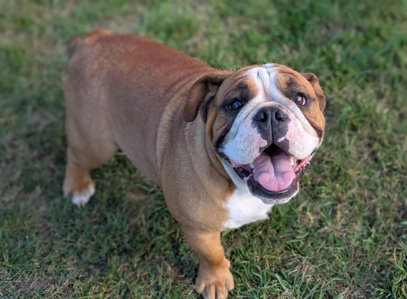 Valentino lan van mechelaar