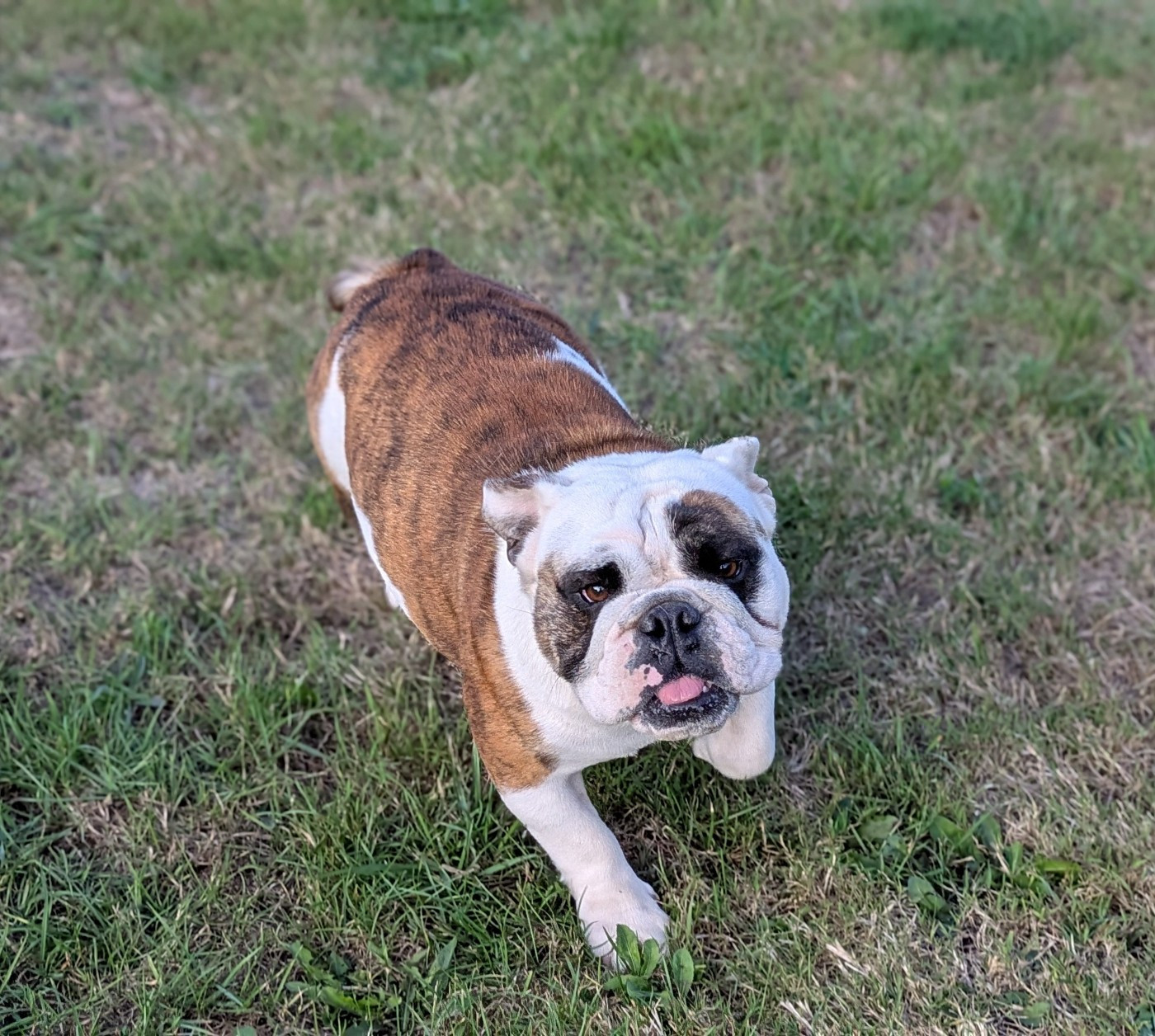 Uguette du Domaine de L'Empereur Aveugle