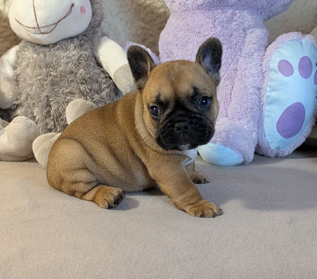 Du Domaine De Lilounaka - Chiots disponibles - Bouledogue français