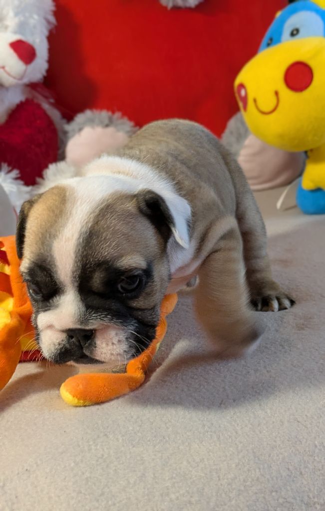 Du Domaine De Lilounaka - Chiots disponibles - Bulldog Anglais