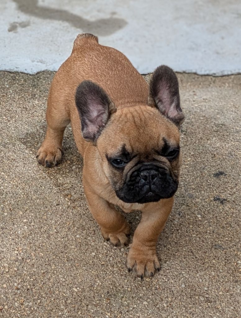 Du Domaine De Lilounaka - Chiots disponibles - Bouledogue français