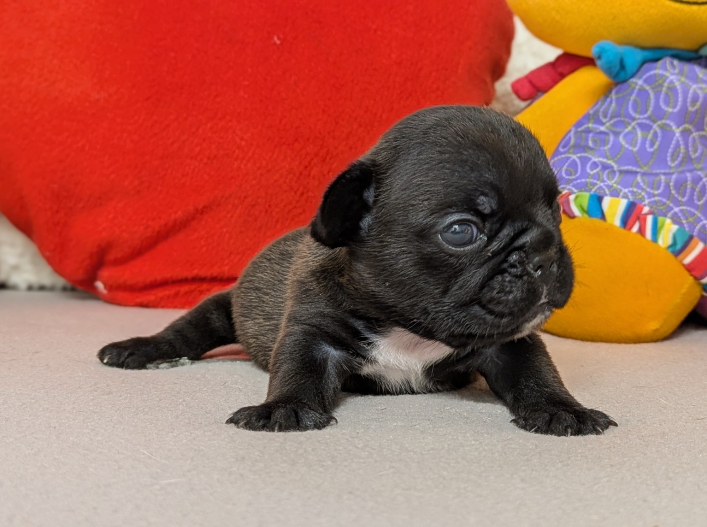 Du Domaine De Lilounaka - Chiots disponibles - Bouledogue français