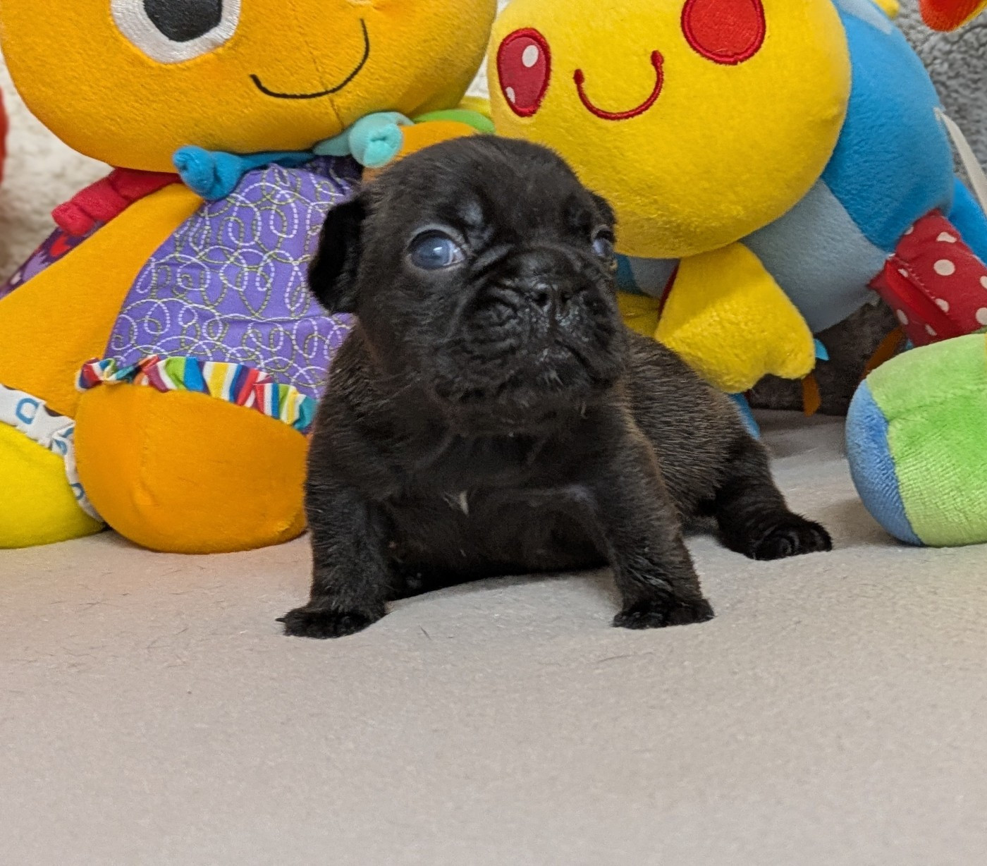 Du Domaine De Lilounaka - Chiots disponibles - Bouledogue français