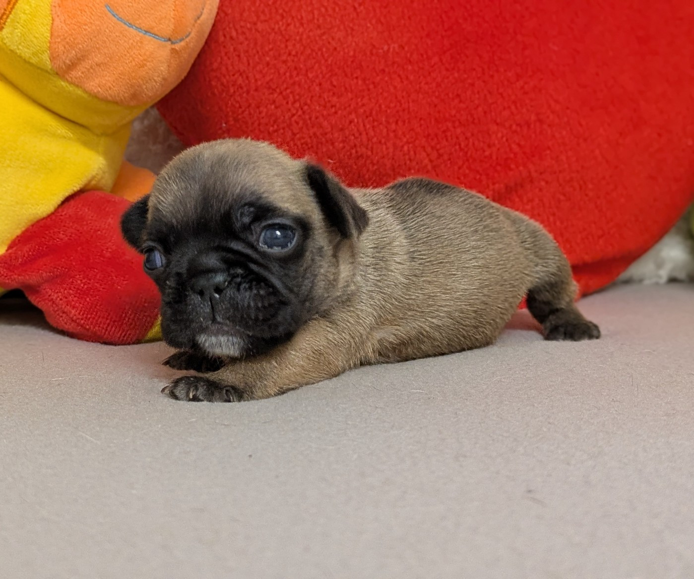 Du Domaine De Lilounaka - Chiots disponibles - Bouledogue français