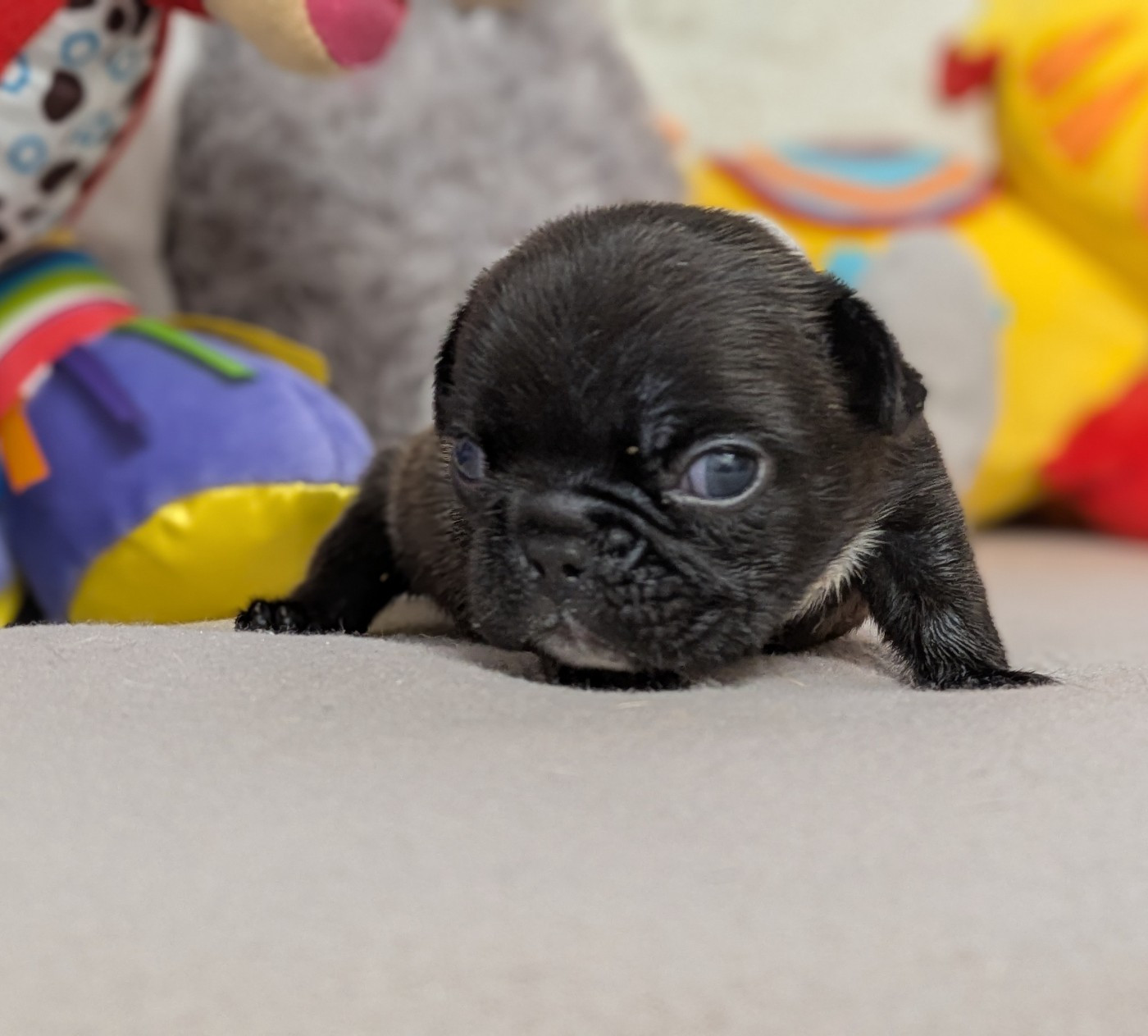 Du Domaine De Lilounaka - Chiots disponibles - Bouledogue français