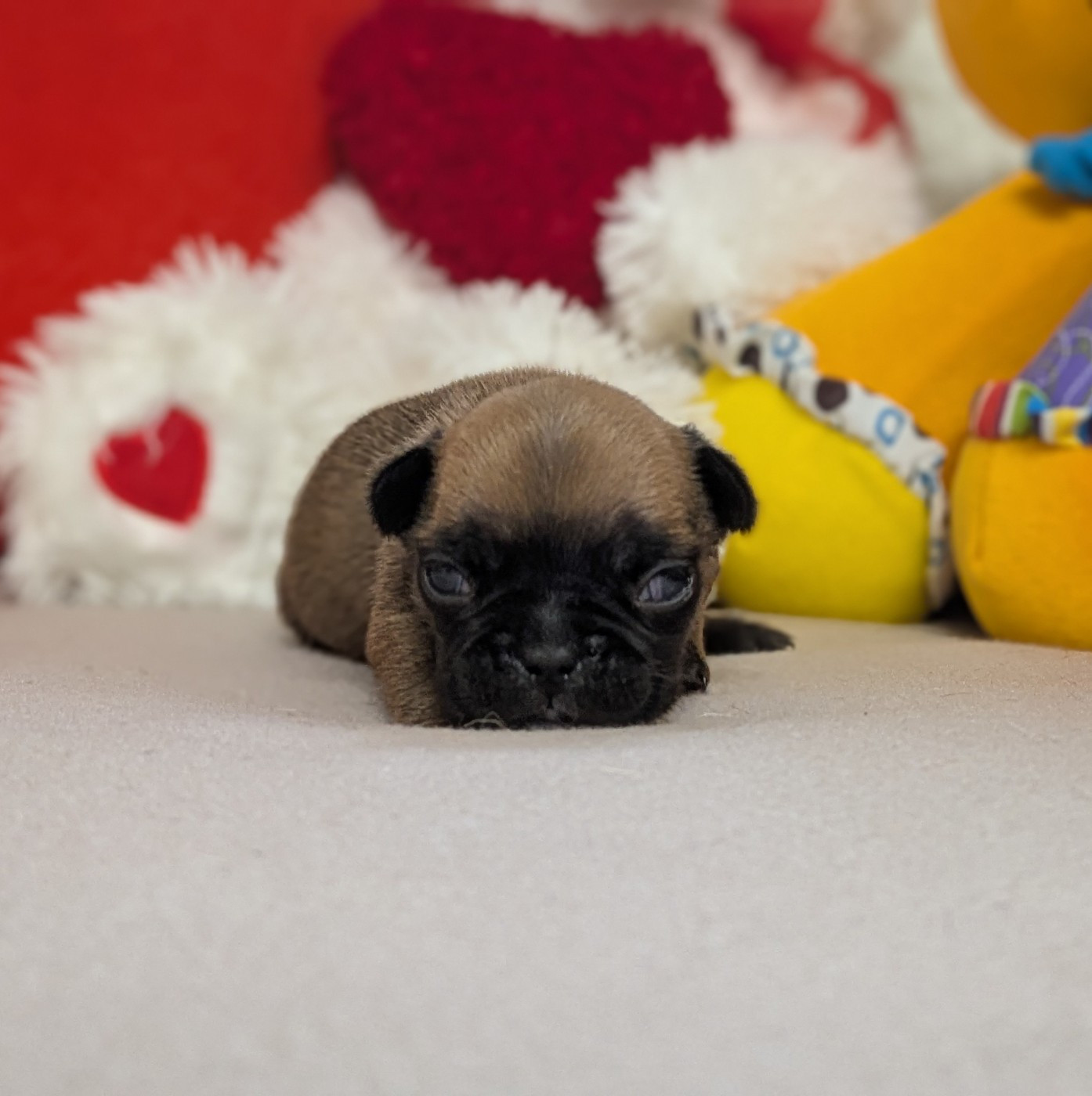 Du Domaine De Lilounaka - Chiots disponibles - Bouledogue français