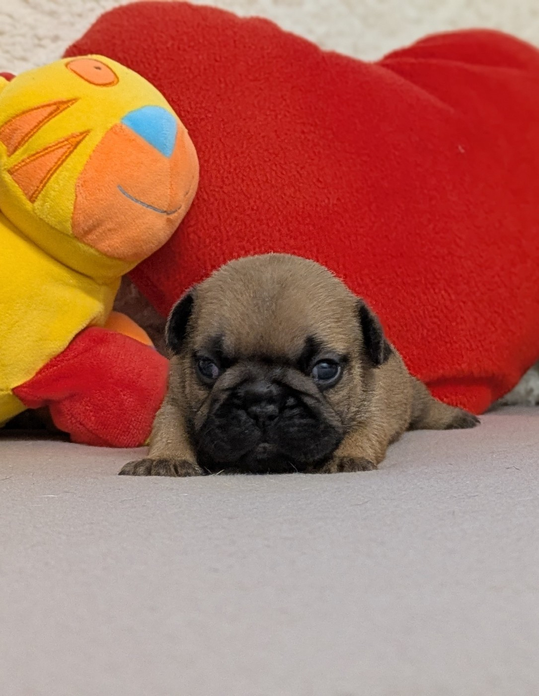 Du Domaine De Lilounaka - Chiots disponibles - Bouledogue français