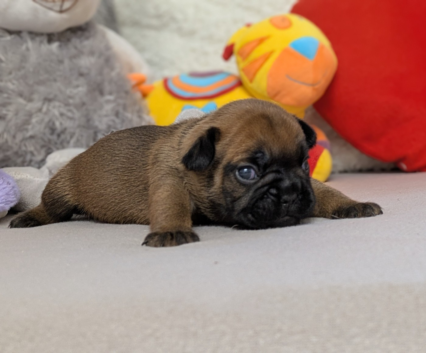 Du Domaine De Lilounaka - Chiots disponibles - Bouledogue français