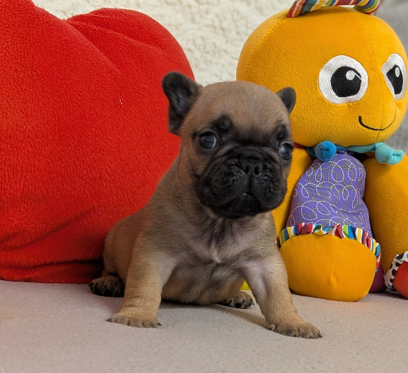 Du Domaine De Lilounaka - Chiots disponibles - Bouledogue français