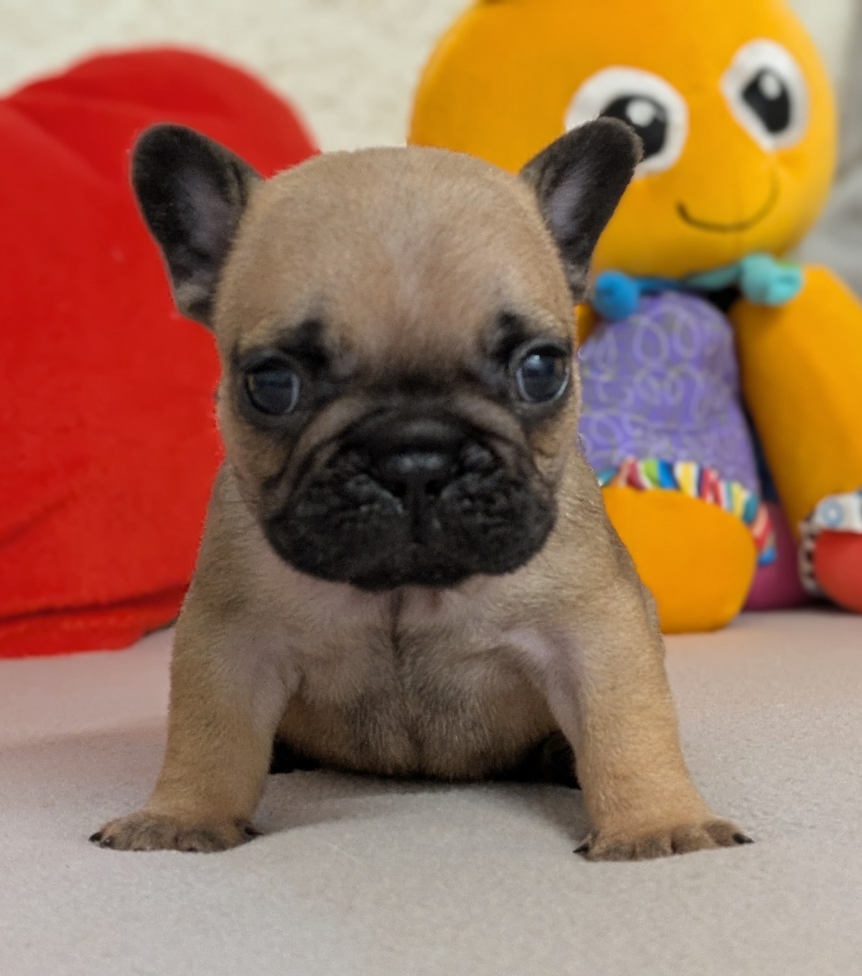 Du Domaine De Lilounaka - Chiots disponibles - Bouledogue français
