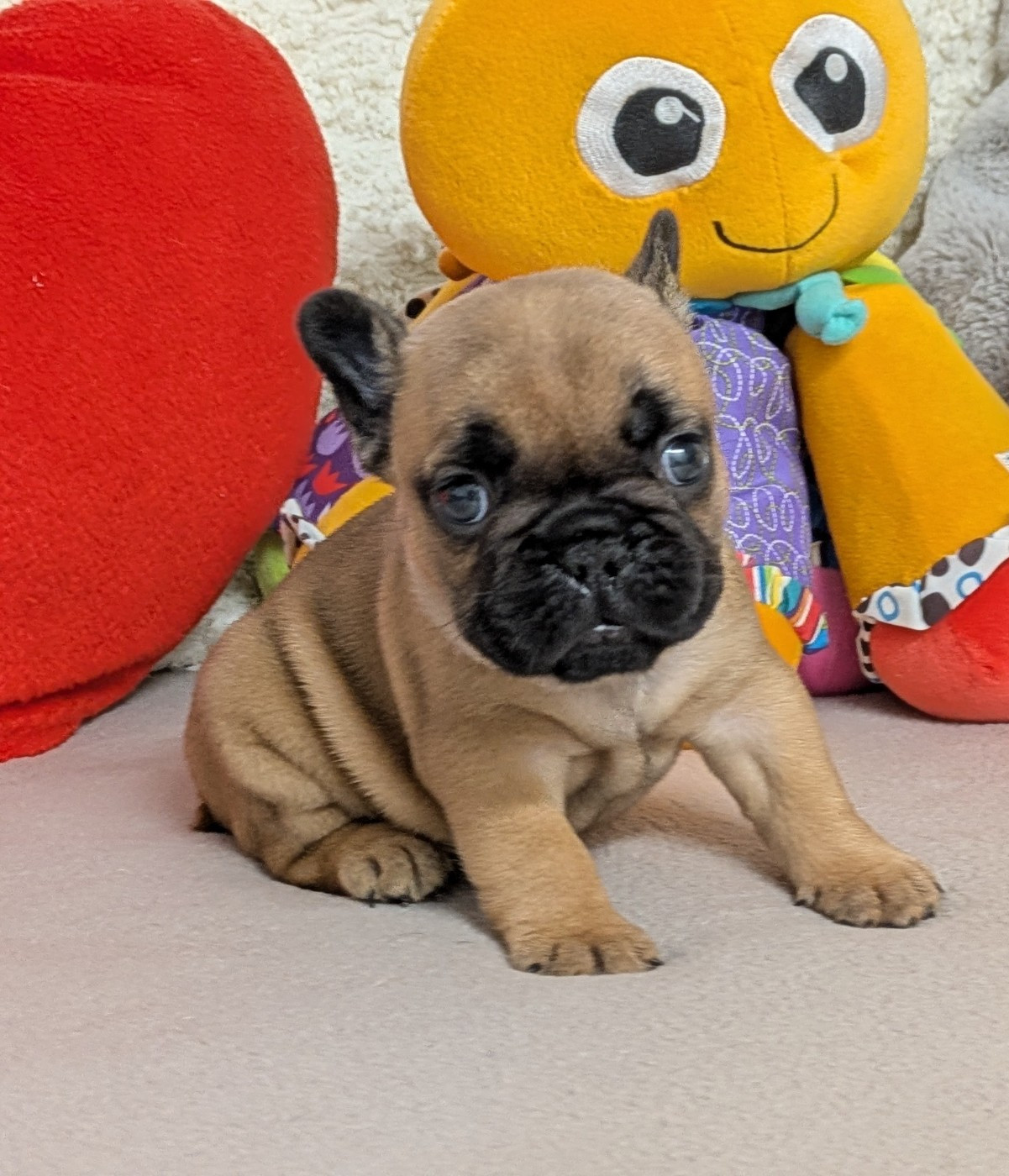 Du Domaine De Lilounaka - Chiots disponibles - Bouledogue français