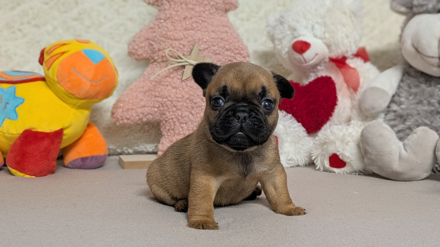 Du Domaine De Lilounaka - Bouledogue français - Portée née le 02/10/2025