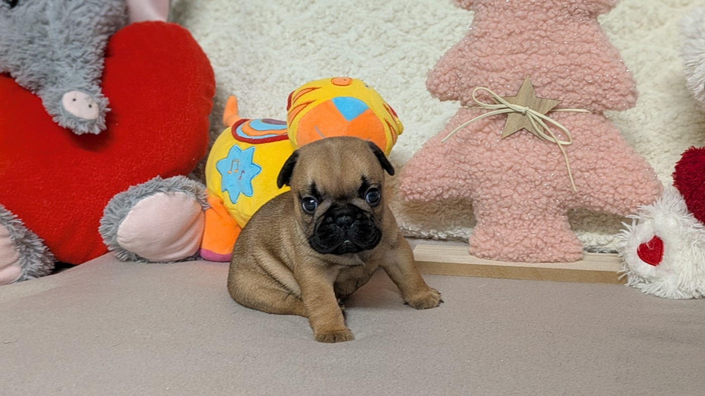 Du Domaine De Lilounaka - Chiots disponibles - Bouledogue français