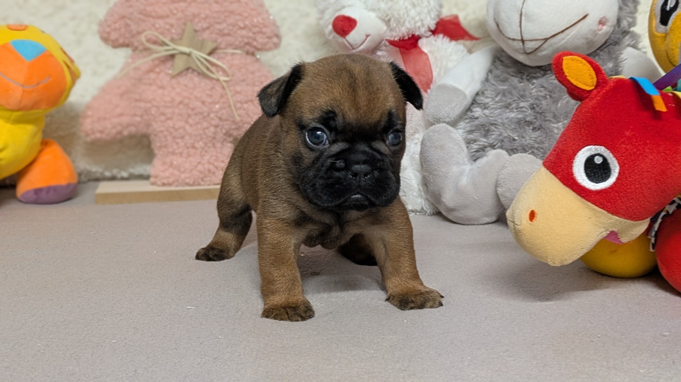 Du Domaine De Lilounaka - Chiots disponibles - Bouledogue français