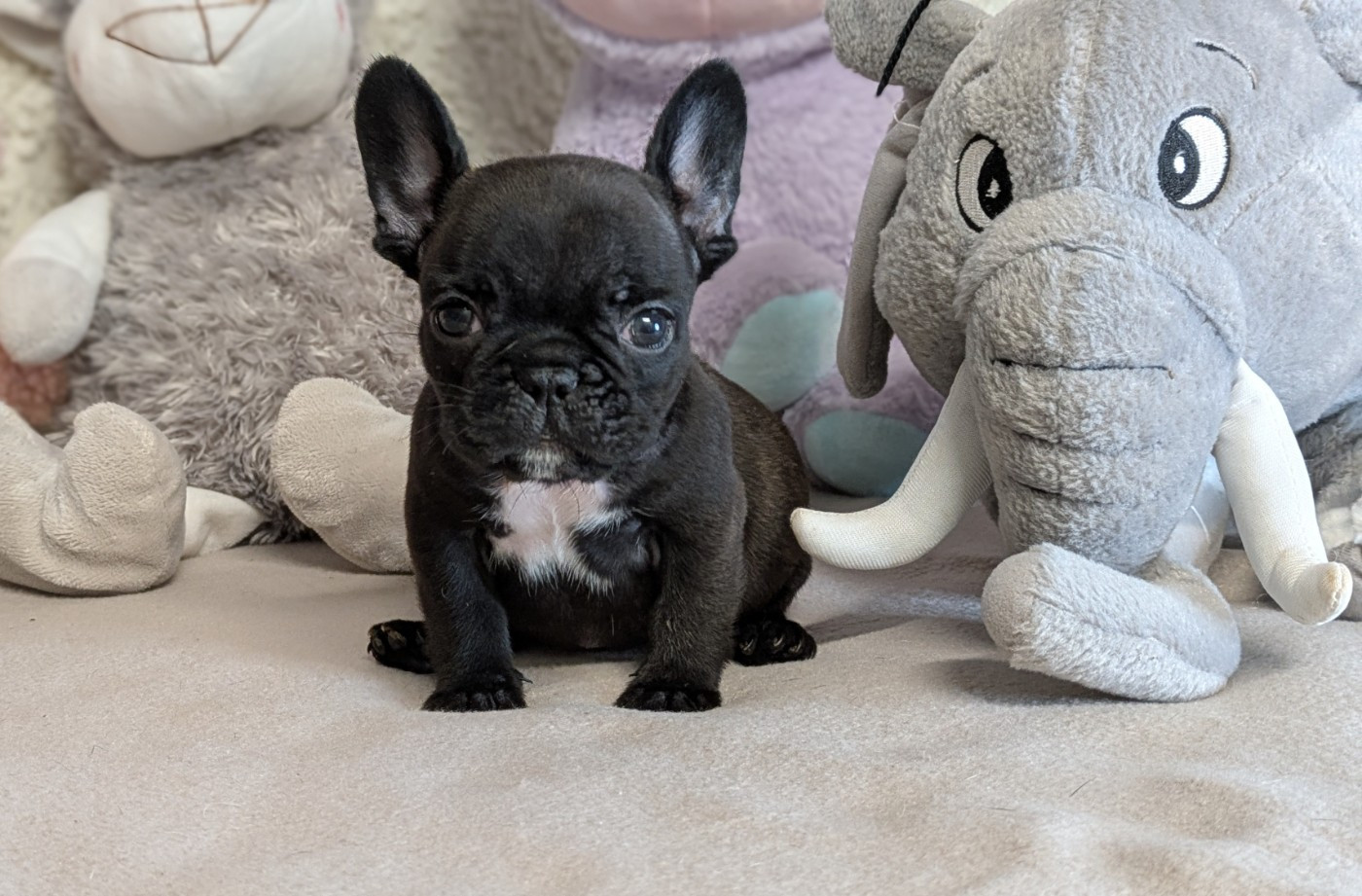 Du Domaine De Lilounaka - Chiots disponibles - Bouledogue français