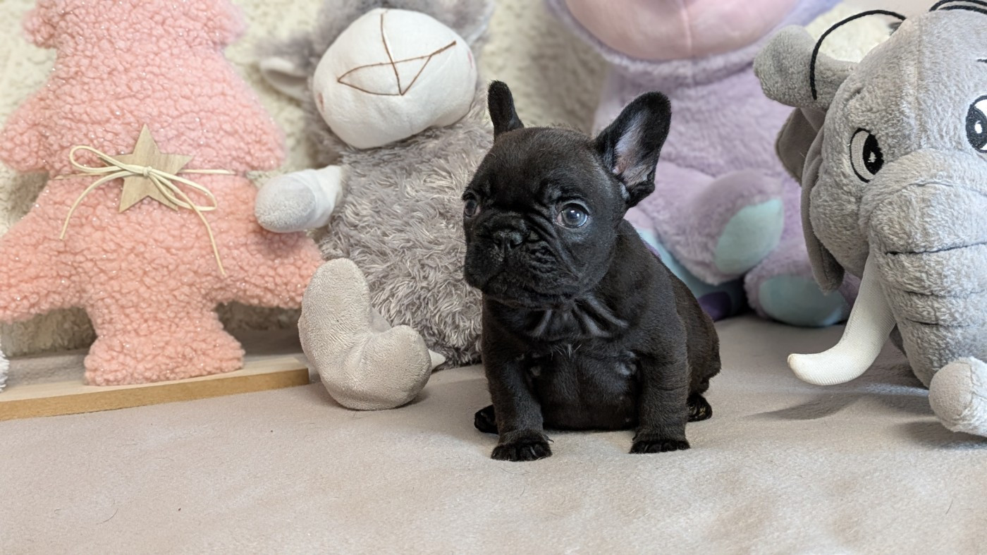 Du Domaine De Lilounaka - Chiots disponibles - Bouledogue français