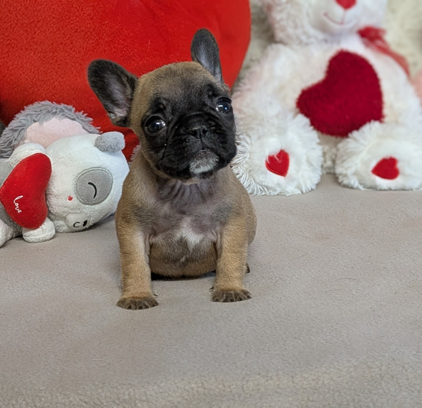 Du Domaine De Lilounaka - Bouledogue français - Portée née le 29/09/2025