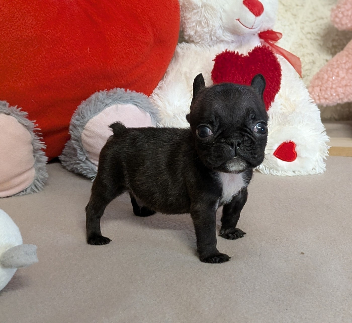 Du Domaine De Lilounaka - Chiots disponibles - Bouledogue français
