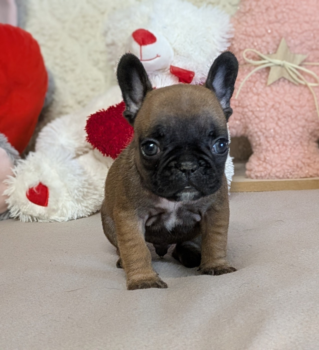 Du Domaine De Lilounaka - Chiots disponibles - Bouledogue français
