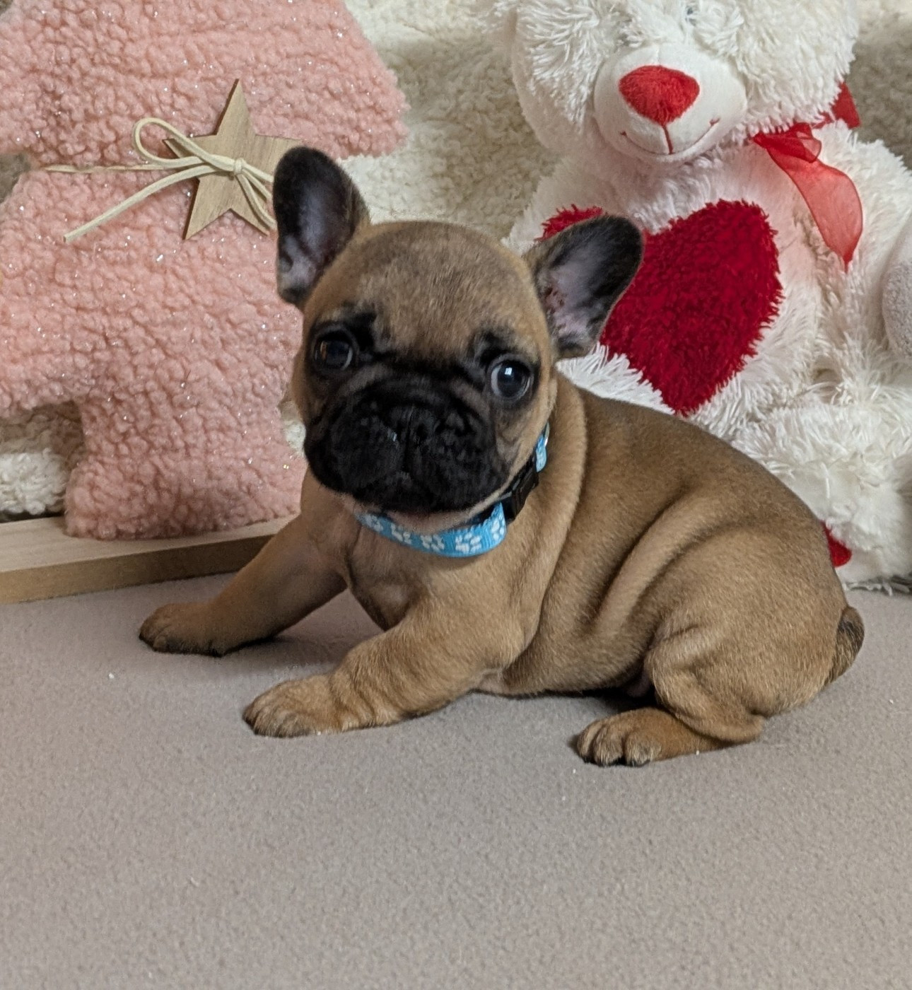 Du Domaine De Lilounaka - Chiots disponibles - Bouledogue français