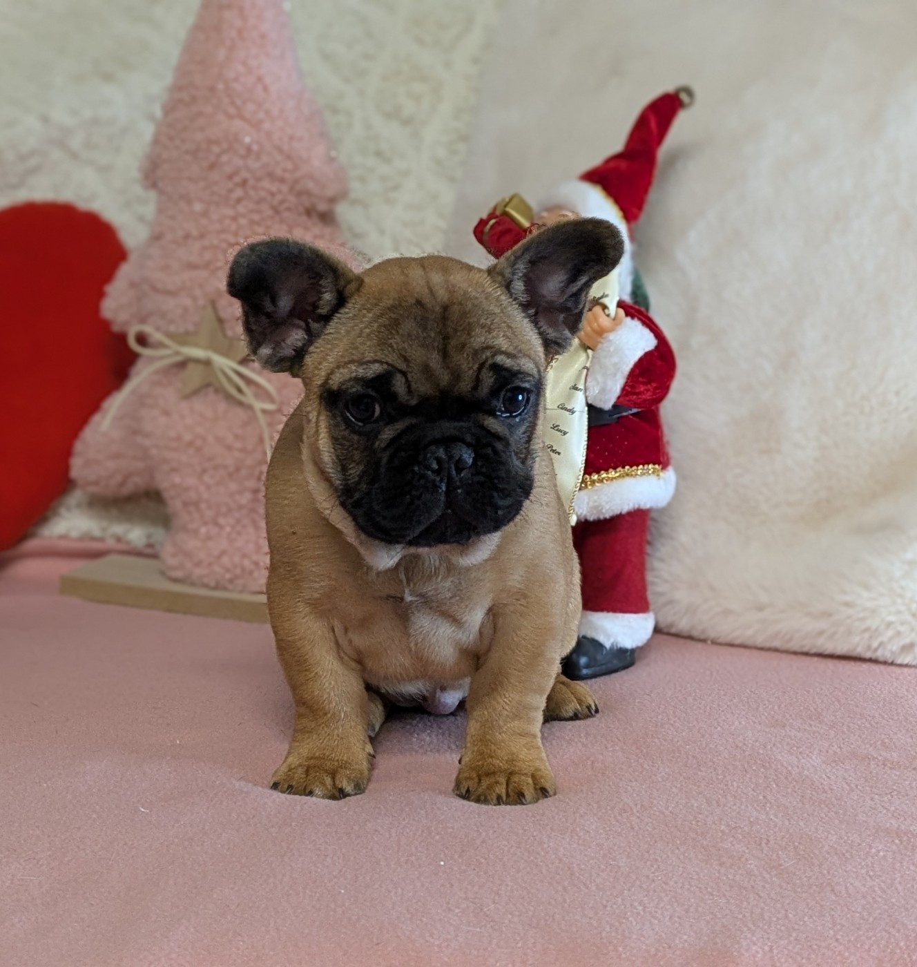 Du Domaine De Lilounaka - Chiots disponibles - Bouledogue français