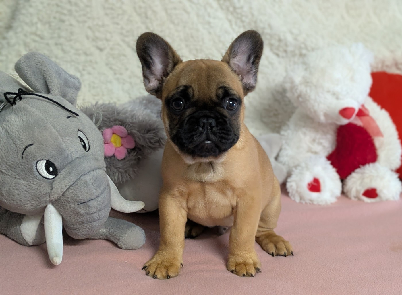 Du Domaine De Lilounaka - Chiots disponibles - Bouledogue français
