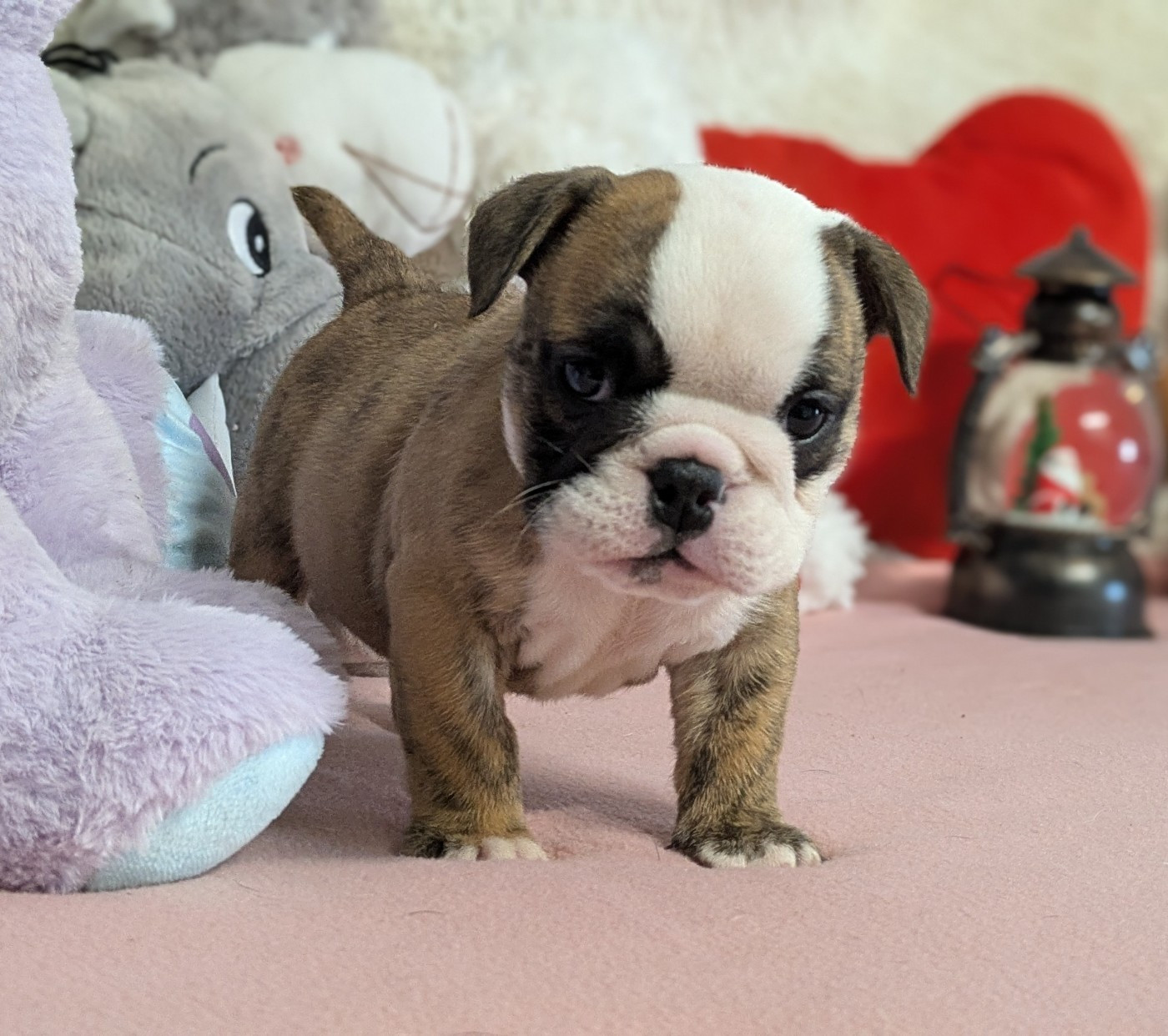 Du Domaine De Lilounaka - Chiots disponibles - Bulldog Anglais