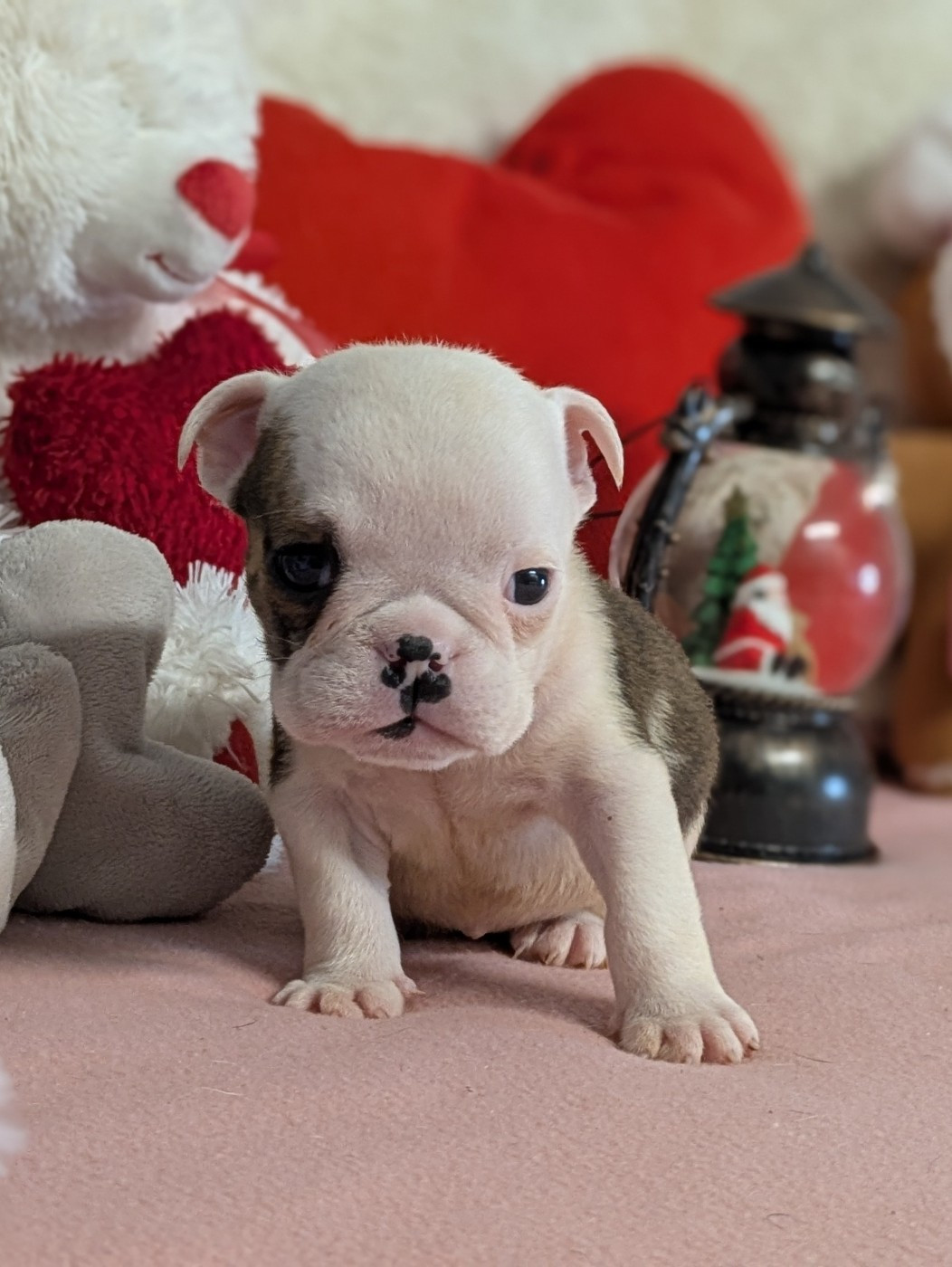 Du Domaine De Lilounaka - Bulldog Anglais - Portée née le 25/10/2025