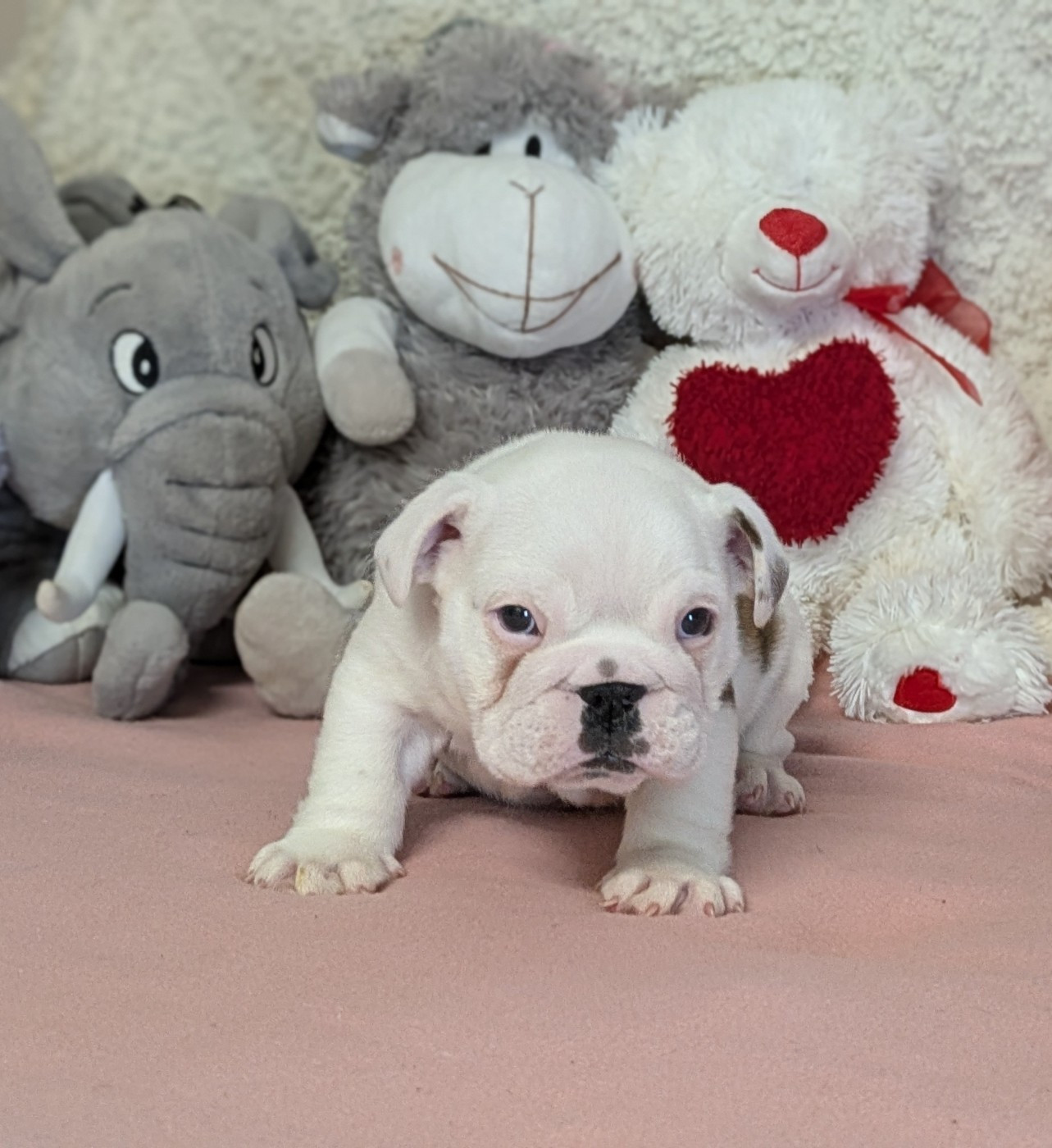 Du Domaine De Lilounaka - Chiots disponibles - Bulldog Anglais