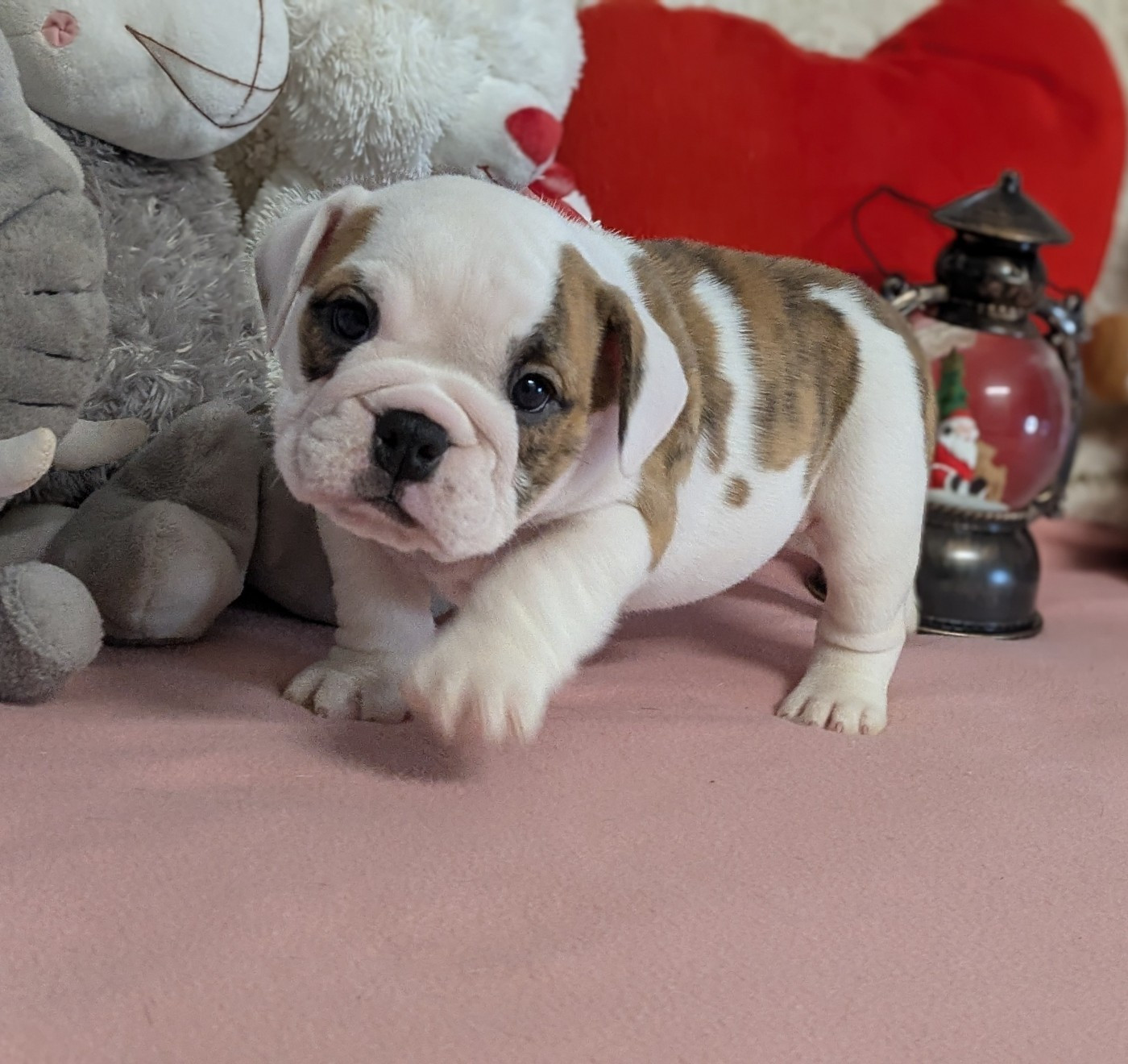 Du Domaine De Lilounaka - Chiots disponibles - Bulldog Anglais