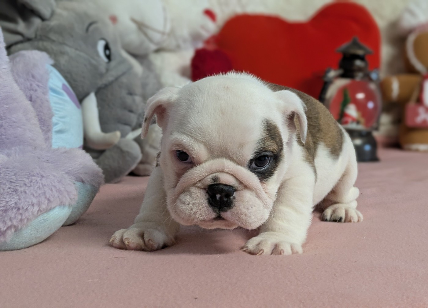 Du Domaine De Lilounaka - Chiots disponibles - Bulldog Anglais