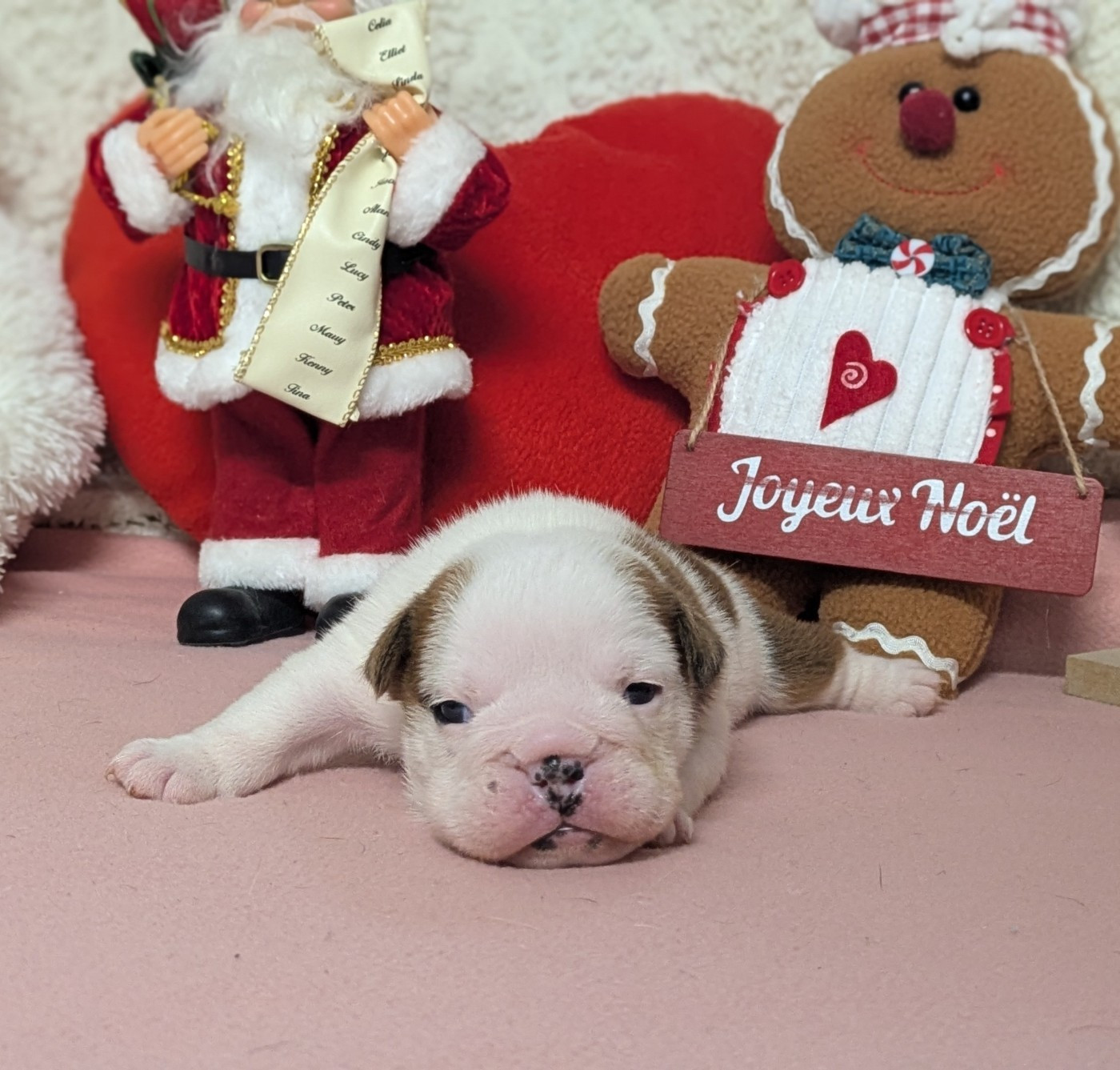 Du Domaine De Lilounaka - Chiots disponibles - Bulldog Anglais