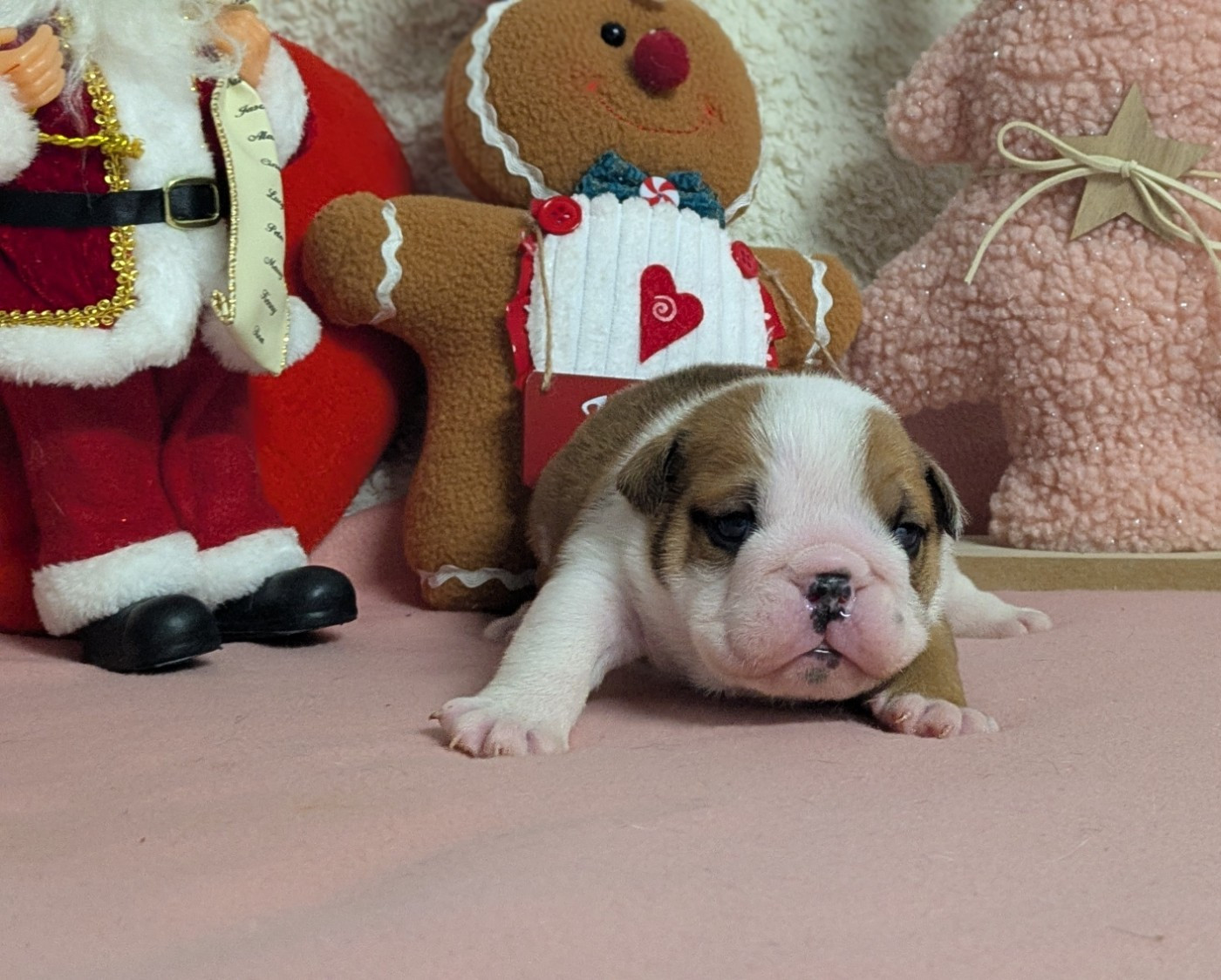 Du Domaine De Lilounaka - Chiots disponibles - Bulldog Anglais