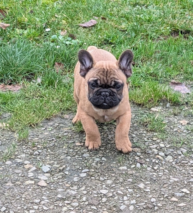 Du Domaine De Lilounaka - Chiots disponibles - Bouledogue français