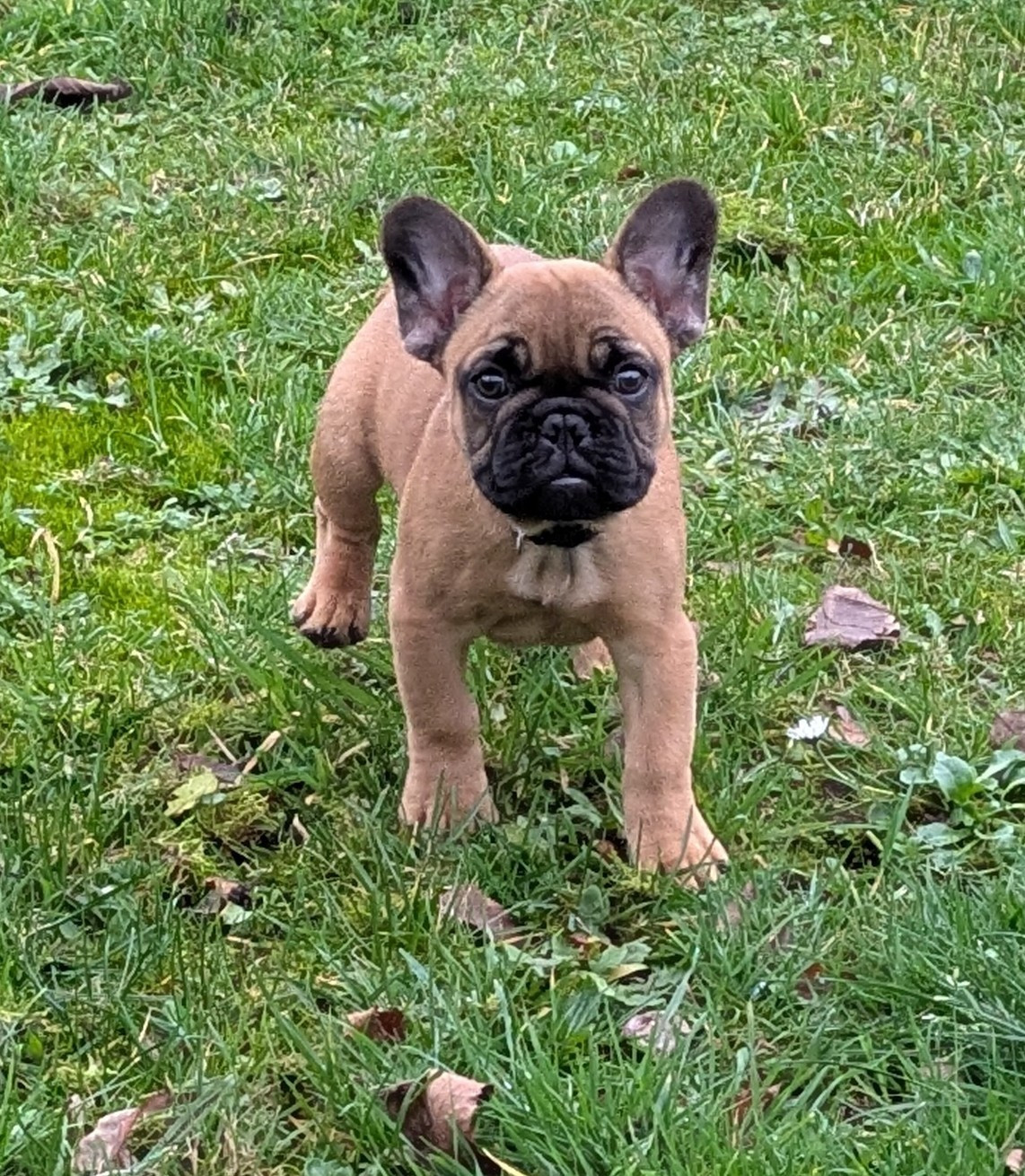 Du Domaine De Lilounaka - Chiots disponibles - Bouledogue français
