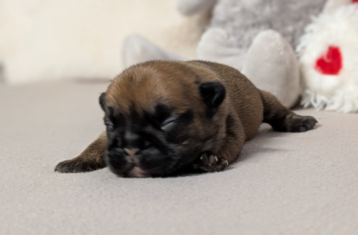 Du Domaine De Lilounaka - Chiots disponibles - Bouledogue français