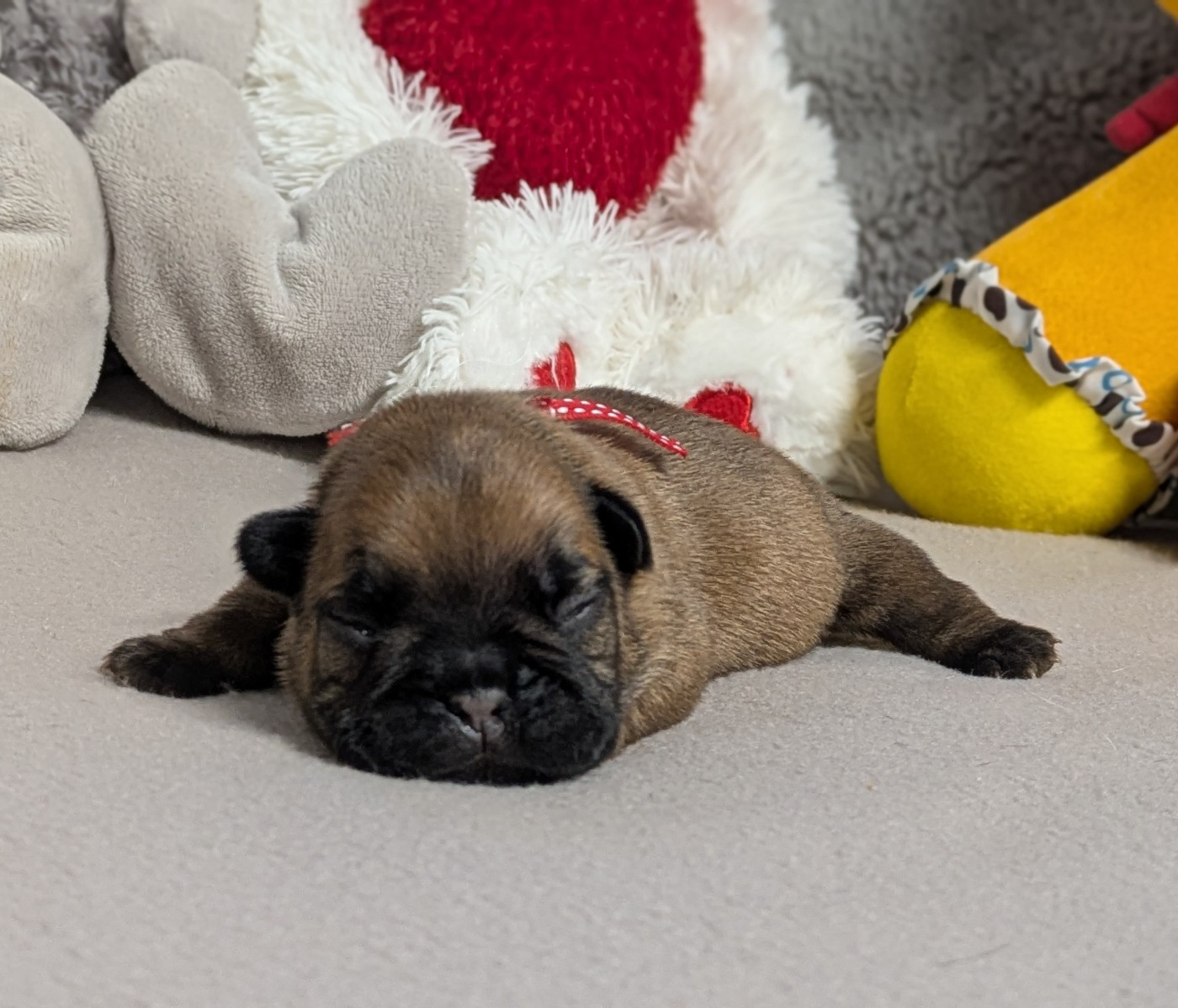 Du Domaine De Lilounaka - Chiots disponibles - Bouledogue français