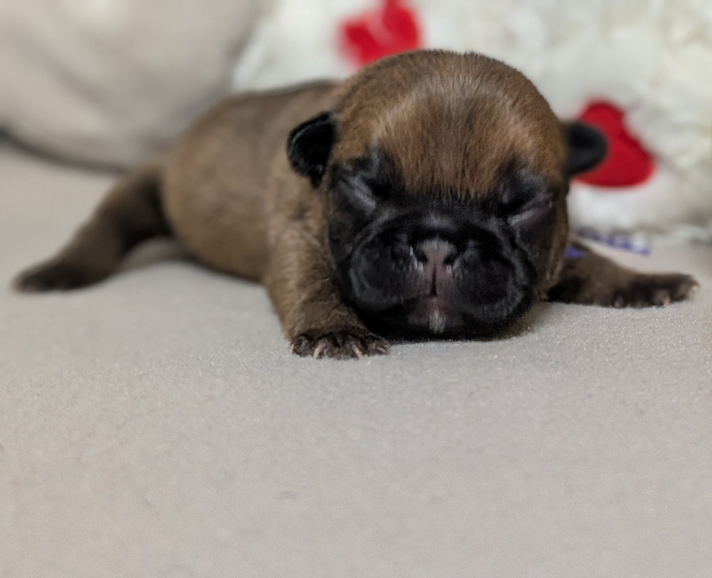 Du Domaine De Lilounaka - Chiots disponibles - Bouledogue français