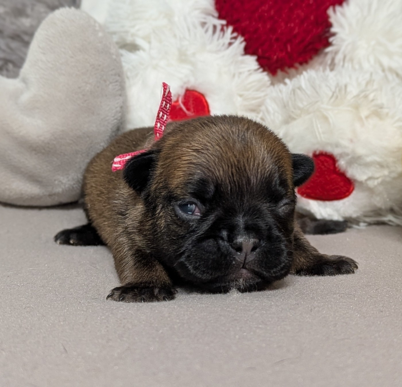 Du Domaine De Lilounaka - Chiots disponibles - Bouledogue français