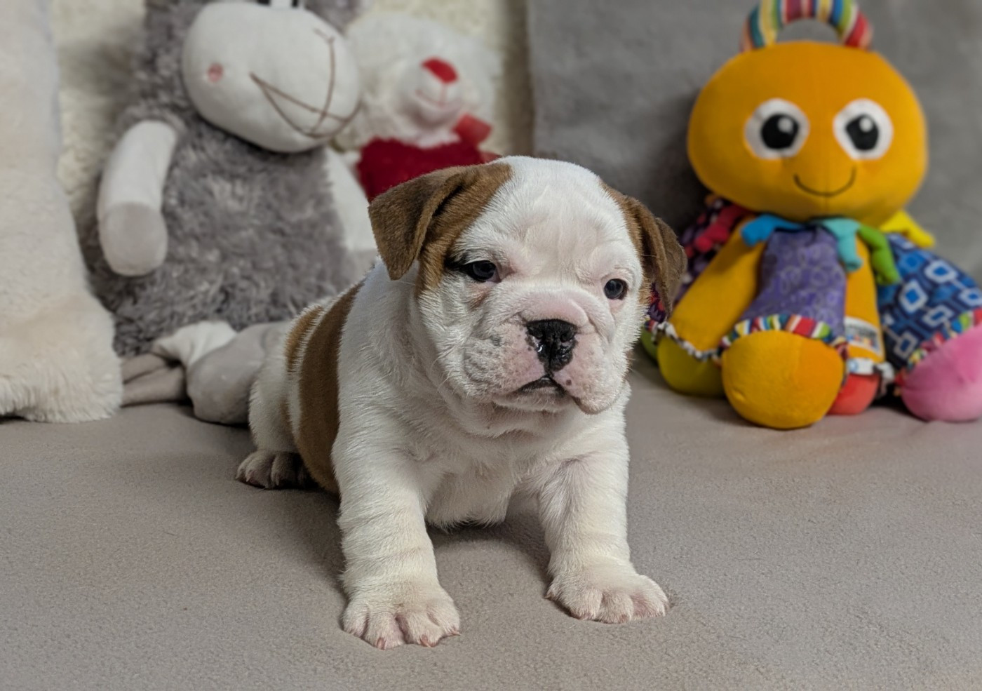 Du Domaine De Lilounaka - Chiots disponibles - Bulldog Anglais