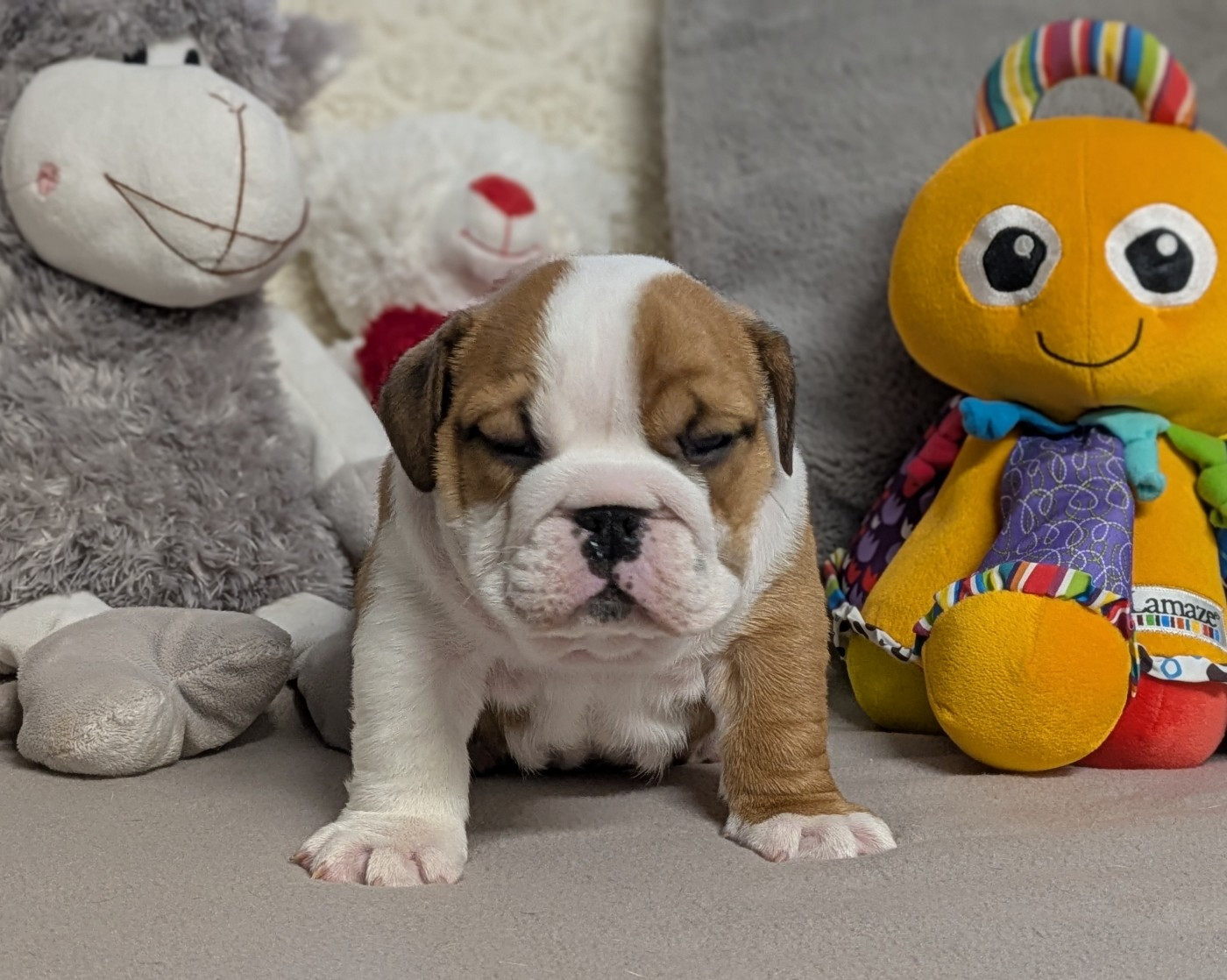 Du Domaine De Lilounaka - Chiots disponibles - Bulldog Anglais